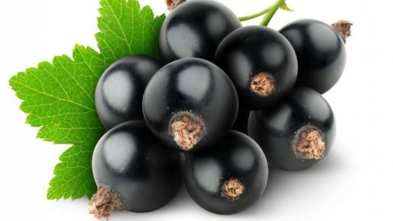 Black currant for weight loss