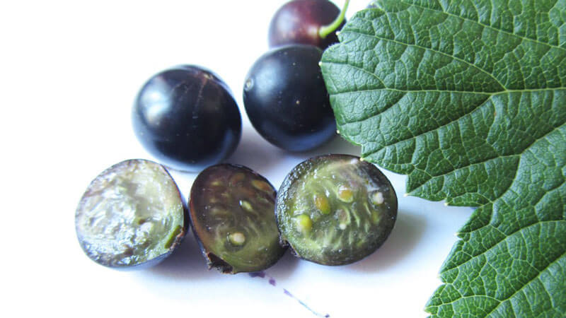 Black currant for weight loss