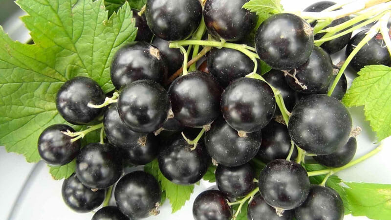 Black currant for weight loss