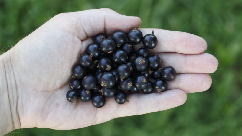 Black currant for weight loss