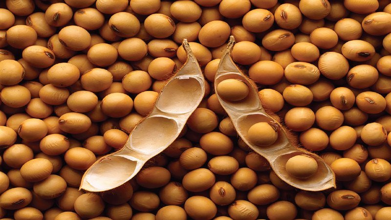 What are beans and how are they different from beans