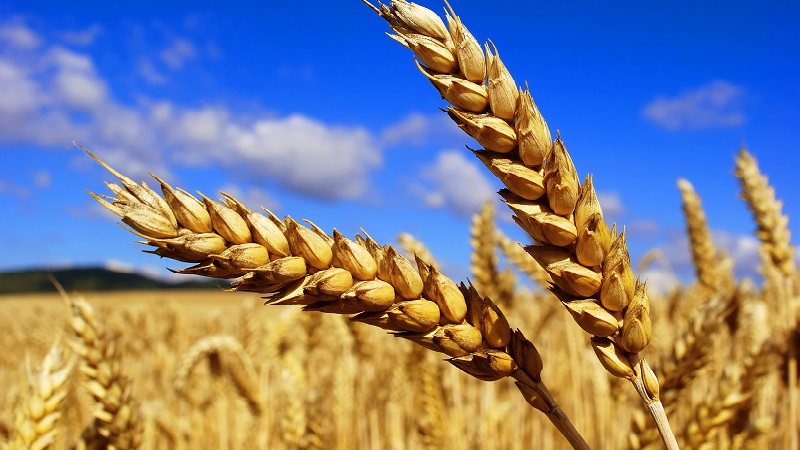 What are the differences between wheat, rye, oats and barley: photo and comparative characteristics
