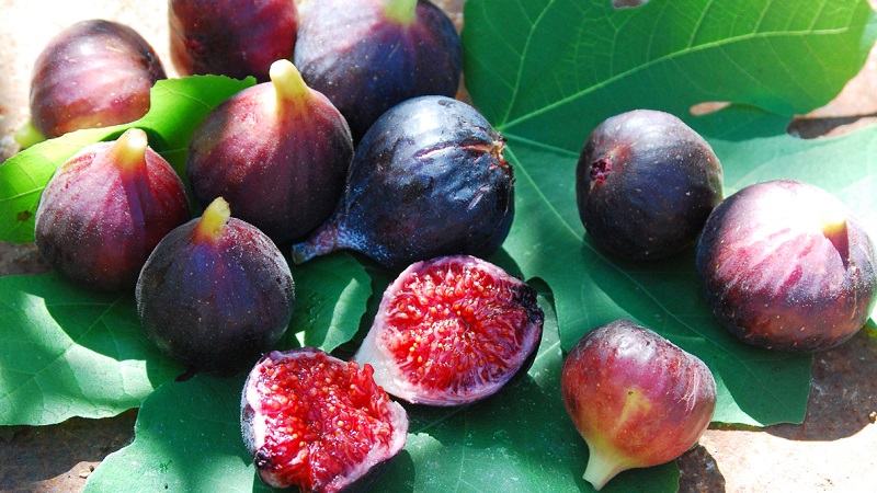 What is a fig and what is remarkable about a fig tree