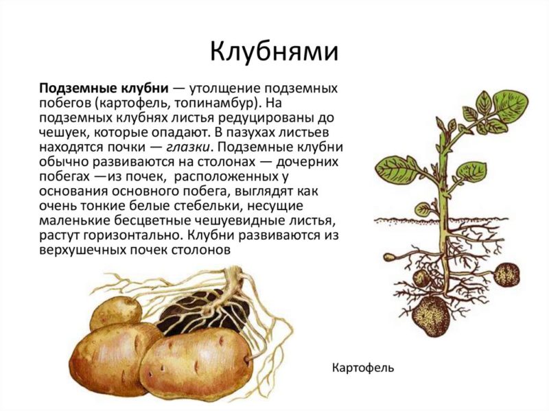 What is a potato tuber: botanical description, development and application