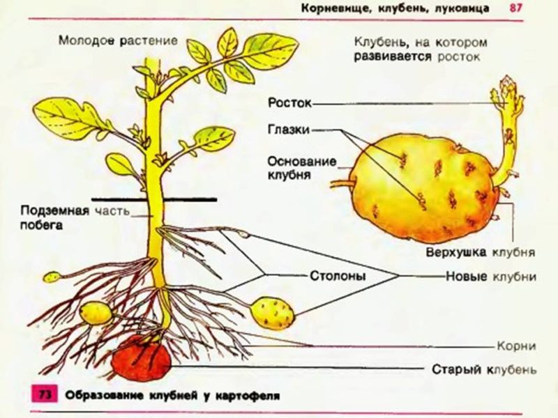 What is a potato tuber: botanical description, development and application