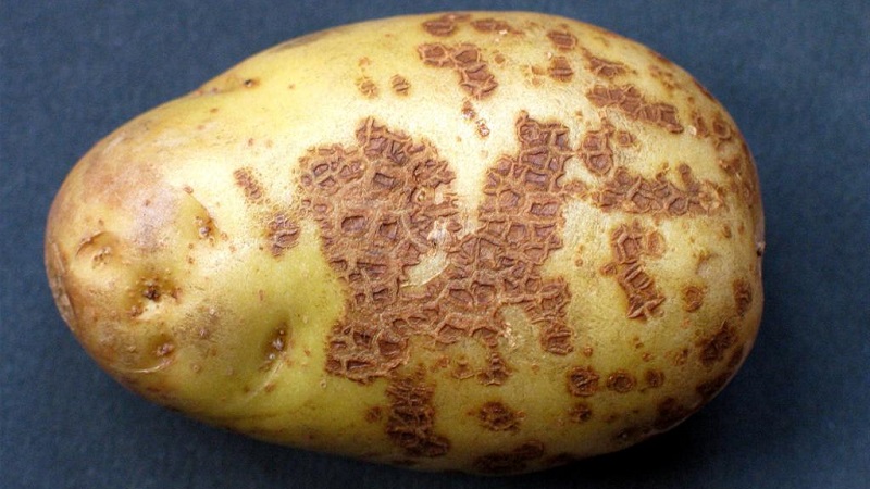 Potato preparation technology for planting