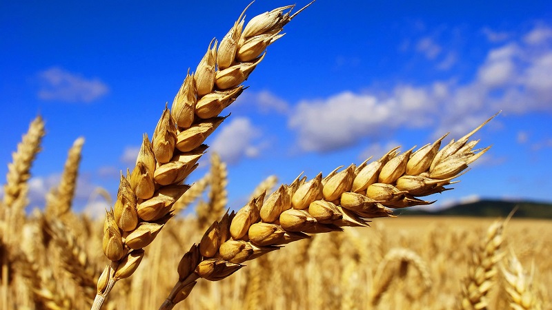 What is wheat, what family it belongs to - full description