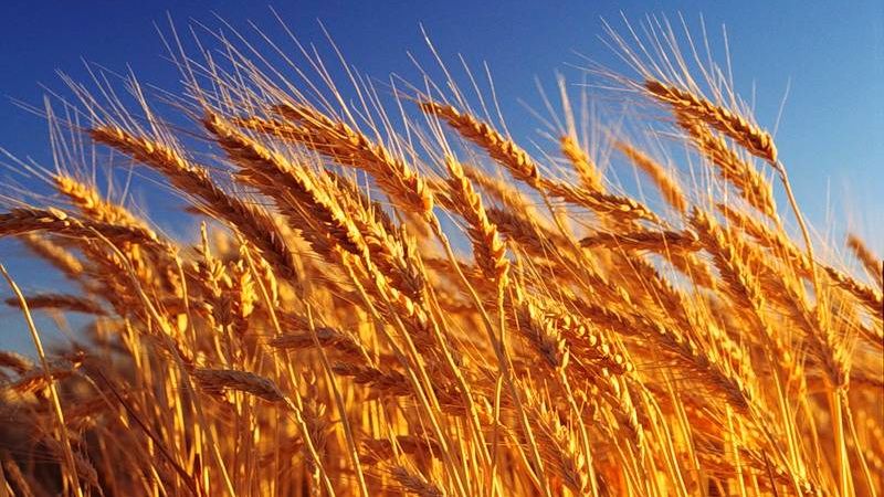 What is wheat, what family it belongs to - full description
