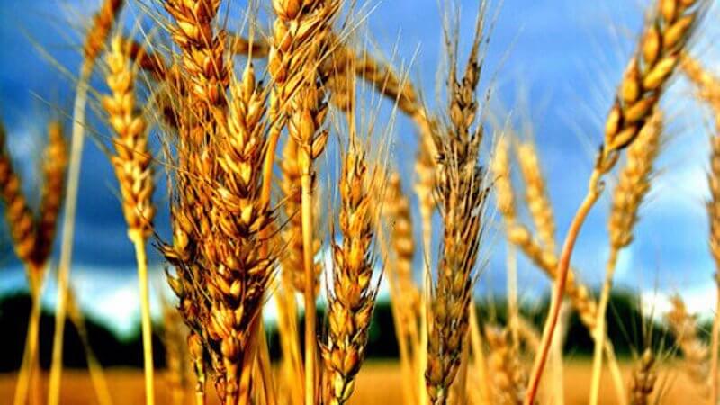 What is wheat, what family it belongs to - full description