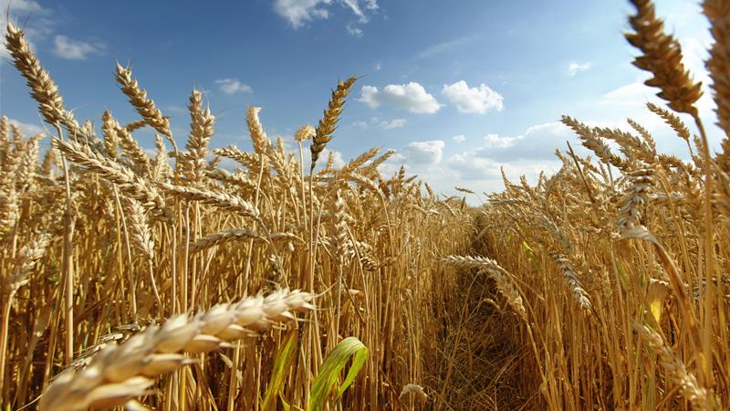 What is wheat, what family it belongs to - full description