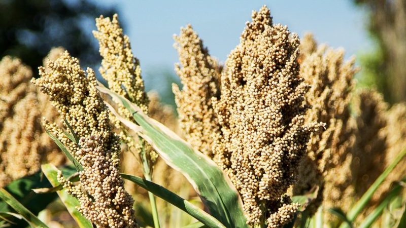 What is sorghum and how is it used in different areas of life