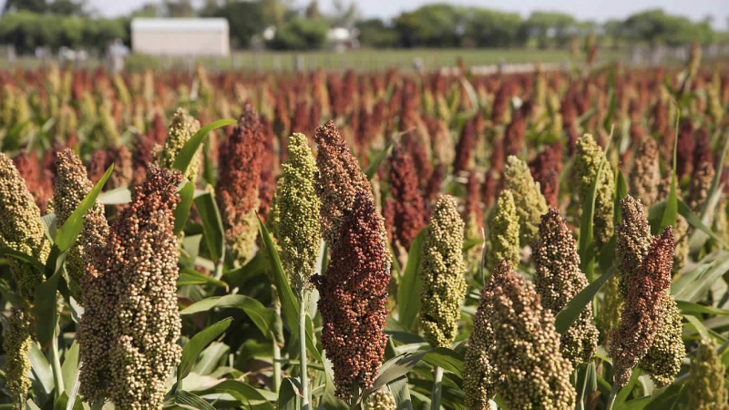 What is sorghum and how is it used in different areas of life