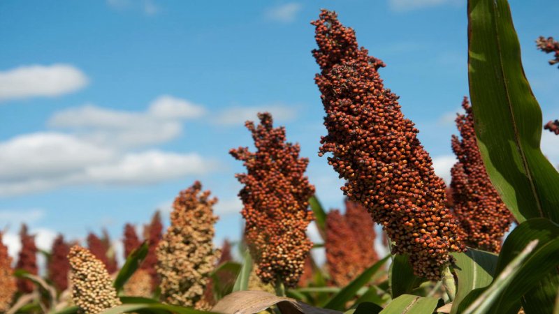 What is sorghum and how is it used in different areas of life