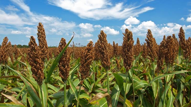 What is grain sorghum, features of its use and cultivation