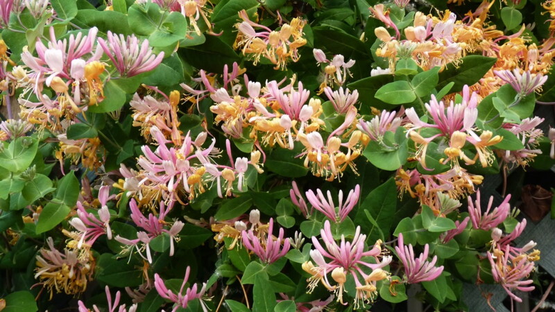 Decorative honeysuckle - planting and care