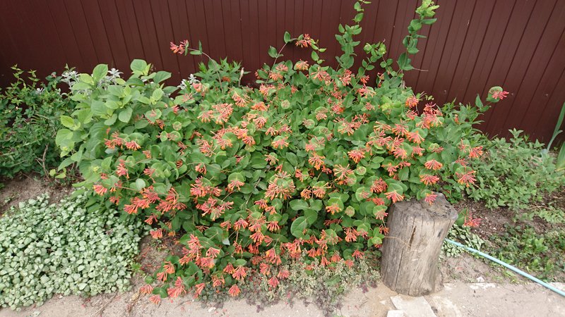 Decorative honeysuckle - planting and care