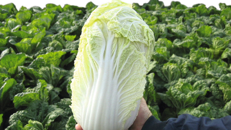 Diet for weight loss on Chinese cabbage: principles, approximate diet, reviews and results