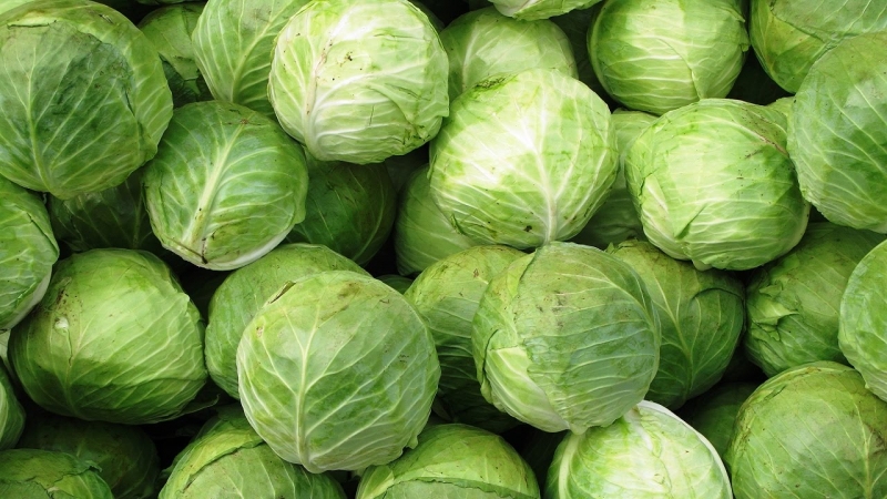 High-yielding unpretentious Kilaton f1 cabbage hybrid