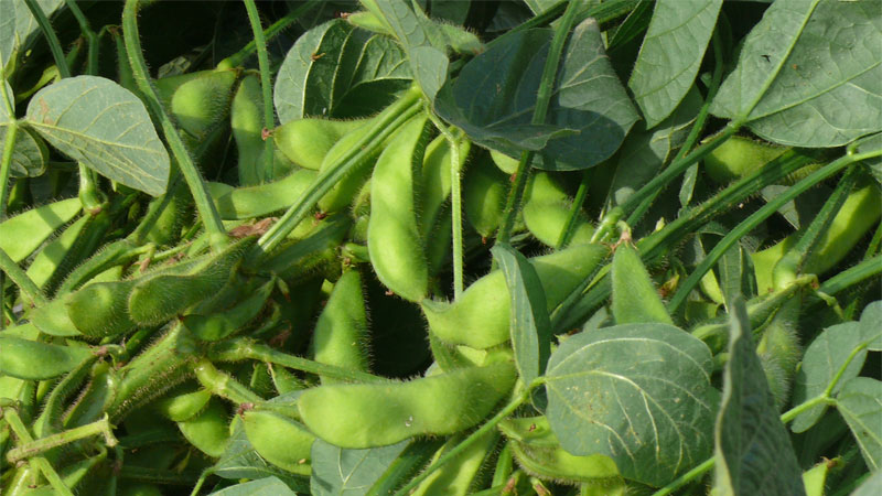 Photos and characteristics of soybean varieties