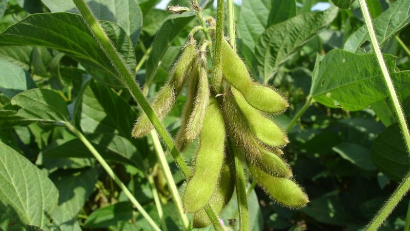 Photos and characteristics of soybean varieties