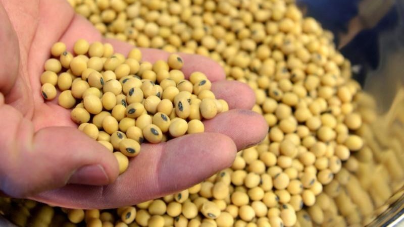 Photos and characteristics of soybean varieties