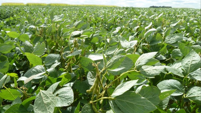 Photos and characteristics of soybean varieties