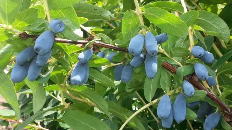 Where honeysuckle grows well: conditions, varieties and regions for growing in Russia