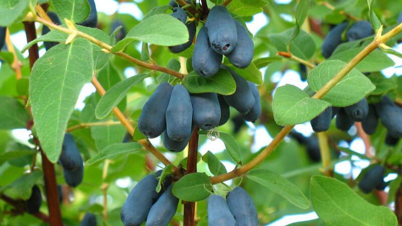 Where honeysuckle grows well: conditions, varieties and regions for growing in Russia