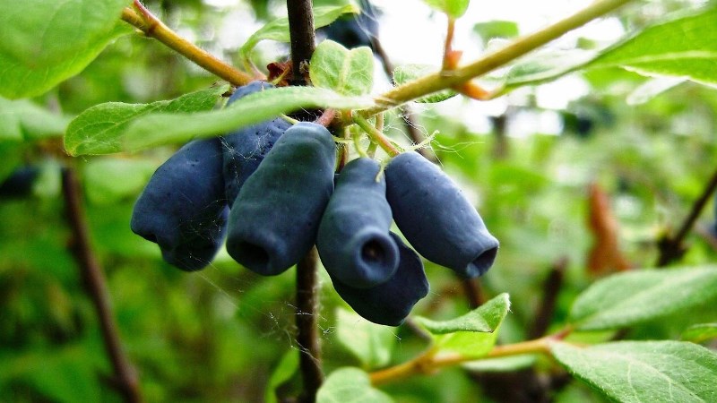 Where honeysuckle grows well: conditions, varieties and regions for growing in Russia