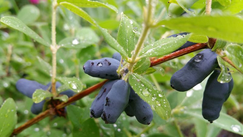 Where honeysuckle grows well: conditions, varieties and regions for growing in Russia