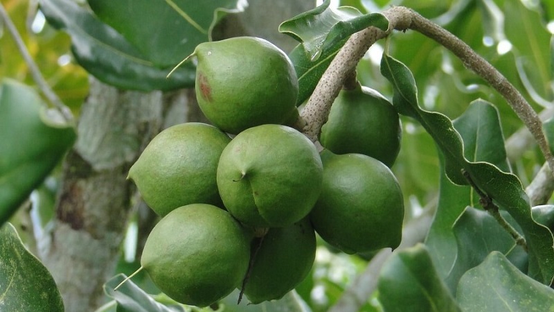 Where and how does macadamia nut grow and how is it used