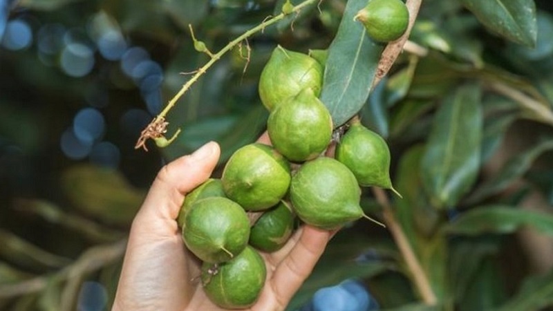 Where and how does macadamia nut grow and how is it used