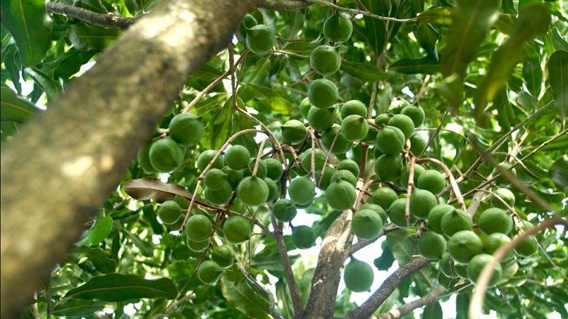 Where and how does macadamia nut grow and how is it used