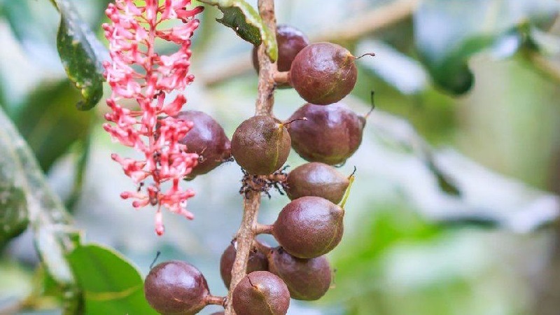 Where and how does macadamia nut grow and how is it used