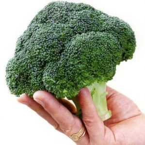 Cabbage broccoli hybrid Batavia F1