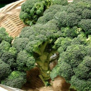 Cabbage broccoli hybrid Batavia F1
