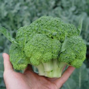 Cabbage broccoli hybrid Batavia F1