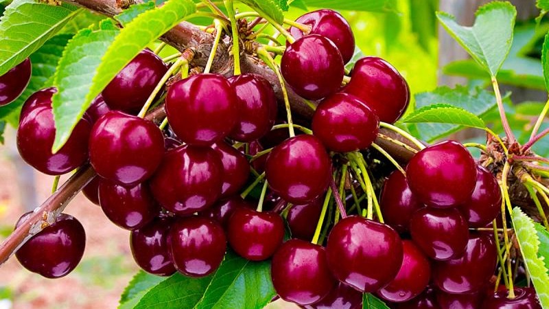 Characteristics and description of cherries Ovstuzhenka with large berries and excellent taste