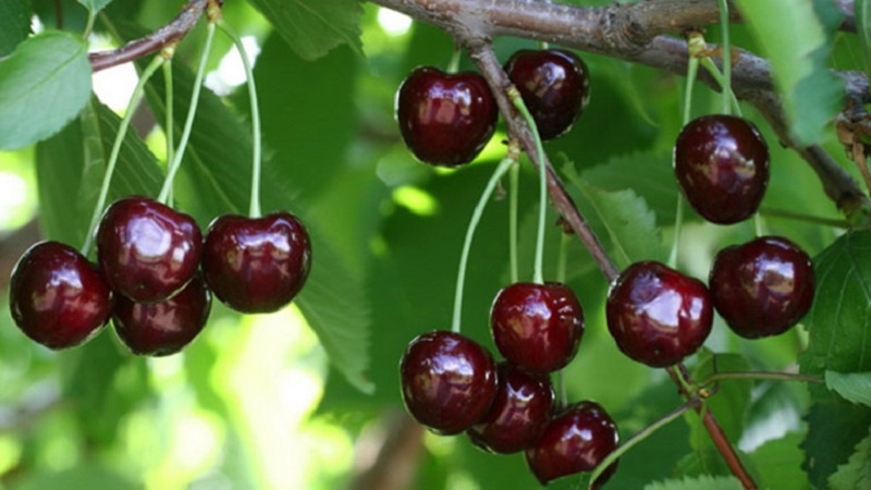 Characteristics and description of cherries Ovstuzhenka with large berries and excellent taste