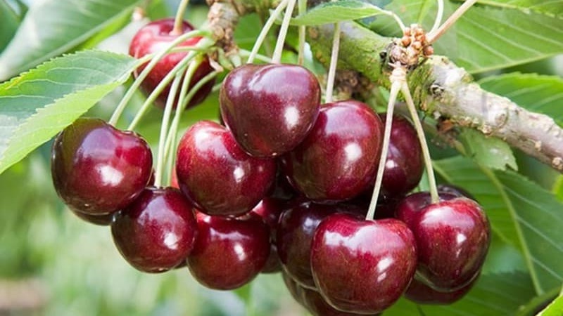 Characteristics and description of cherries Ovstuzhenka with large berries and excellent taste