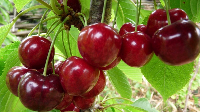 Characteristics and description of cherries Ovstuzhenka with large berries and excellent taste