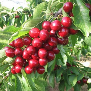 Characteristics and description of cherries Ovstuzhenka with large berries and excellent taste