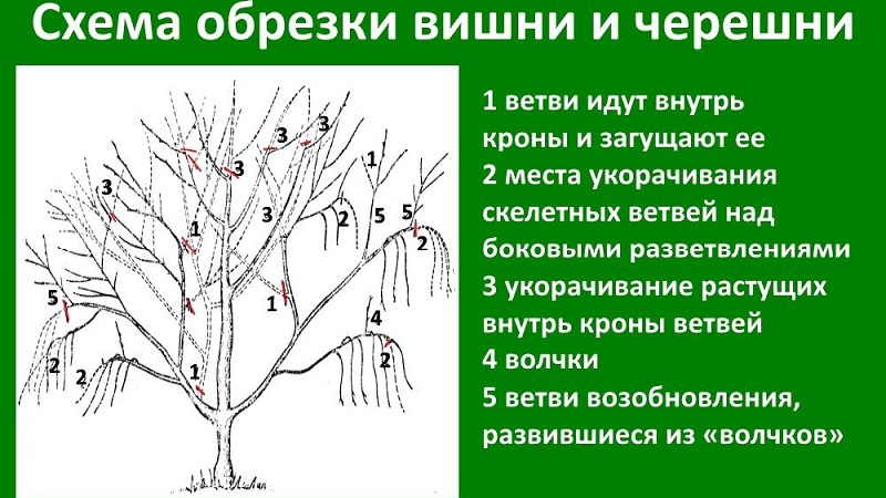 Characteristics and description of cherries Ovstuzhenka with large berries and excellent taste