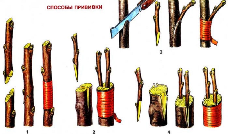 Characteristics and description of cherries Ovstuzhenka with large berries and excellent taste