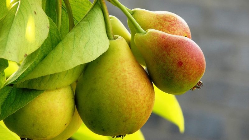The chemical composition of the pear, calorie content and its benefits and harm to health