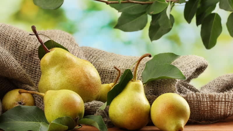 The chemical composition of the pear, calorie content and its benefits and harm to health
