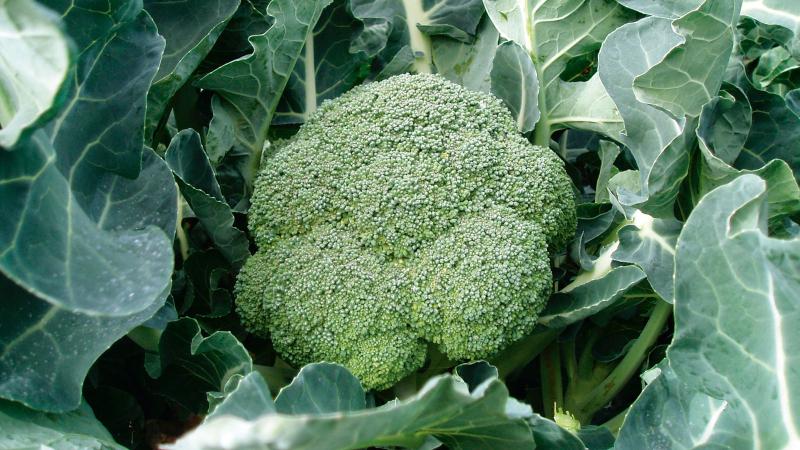 High-yielding mid-season hybrid of broccoli cabbage Fiesta f1