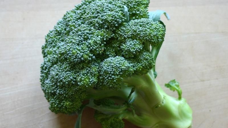 High-yielding mid-season hybrid of broccoli cabbage Fiesta f1