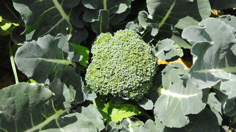 High-yielding mid-season hybrid of broccoli cabbage Fiesta f1