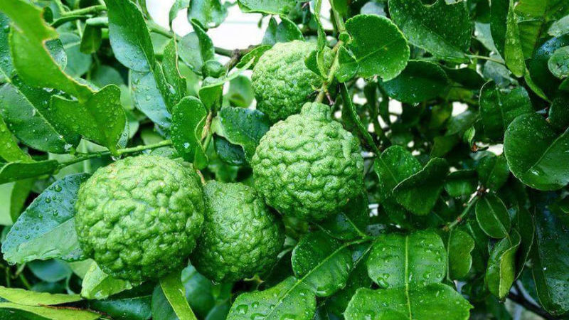Kaffir lime - what is this plant